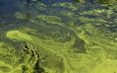 Harmful Algae Blooms