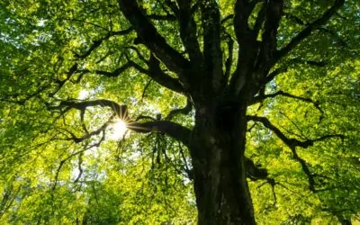 Arbor Day Celebration
